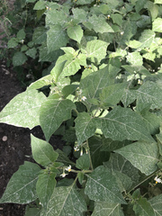 Solanum nigrum
