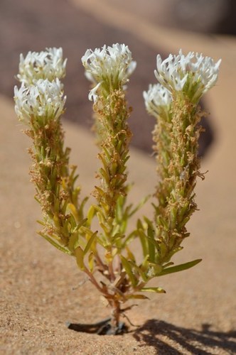 Dischisma spicatum