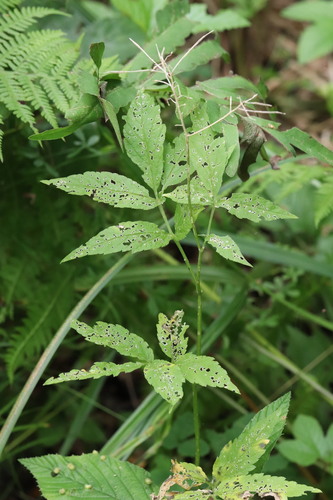 Image of Cardamine leucantha by (c) Nina Filippova, some rights reserved (CC BY)