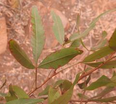 Searsia transvaalensis