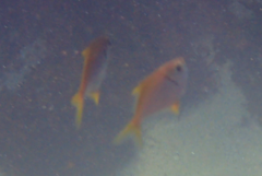 Schuettea scalaripinnis