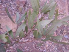 Searsia transvaalensis