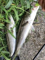 Lateolabrax japonicus