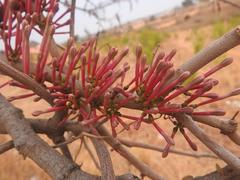 Tapinanthus rubromarginatus
