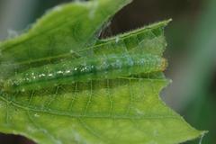 Cotachena histricalis