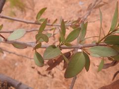 Tapinanthus rubromarginatus
