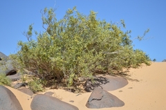 Ectadium virgatum