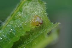 Cotachena histricalis
