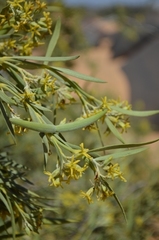 Ectadium virgatum