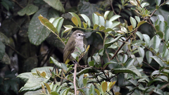 Pycnonotus flavescens leucops