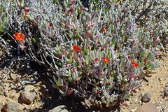 Malephora purpureocrocea
