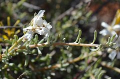 Eriocephalus scariosus