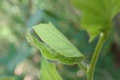 Cotachena histricalis