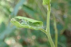 Cotachena histricalis