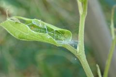 Cotachena histricalis