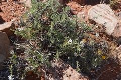 Eriocephalus scariosus