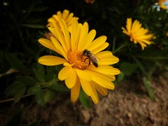Grindelia atlantica