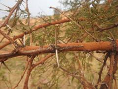 Vachellia grandicornuta