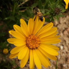 Grindelia atlantica