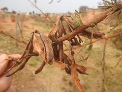 Vachellia grandicornuta