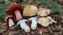Rubroboletus haematinus
