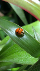 Harmonia axyridis