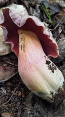 Rubroboletus haematinus