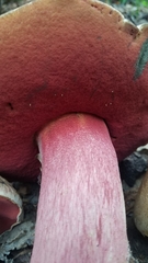 Rubroboletus haematinus