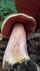 Rubroboletus haematinus