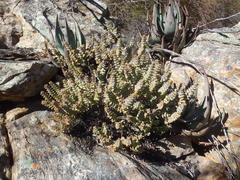 Crassula rupestris rupestris