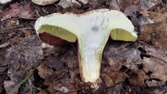 Rubroboletus haematinus