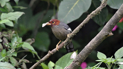 Pterorhinus treacheri