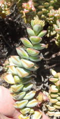 Crassula rupestris rupestris