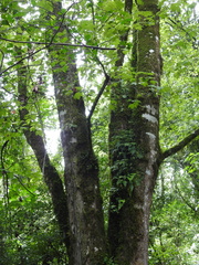 Acer skutchii