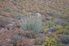 Euphorbia dregeana