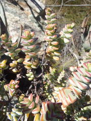 Crassula rupestris rupestris