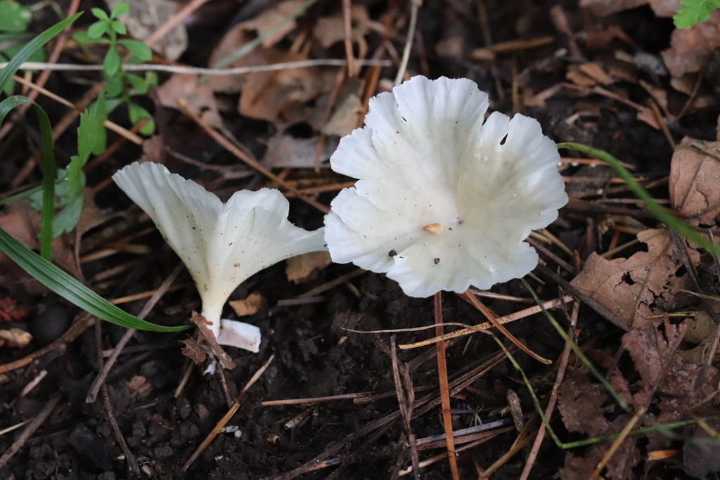 Neocotylidia diaphana · August 2021 · photo: © ninacourlee (iNaturalist, cc-by)