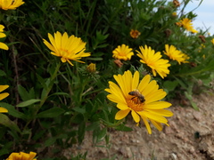 Grindelia atlantica