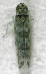Eupteryx melissae