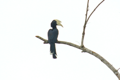 Anthracoceros malayanus