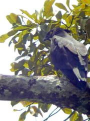 Macheiramphus alcinus