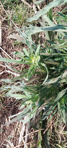 Erigeron bonariensis image