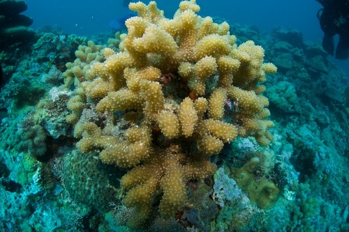 Soft Coral