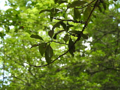 Ternstroemia sylvatica