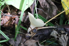 Sarcoscypha vassiljevae