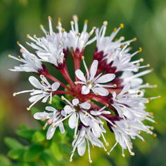 Agathosma lanceolata