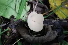 Sarcoscypha vassiljevae