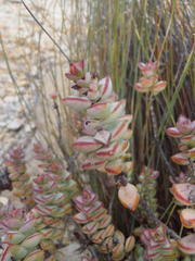 Crassula rupestris rupestris