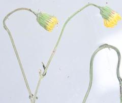 Crassocephalum picridifolium