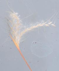 Andropogon eucomus